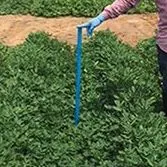 thumbnail for publication: Plant Growth Regulators